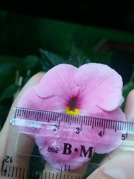 Erlkonig - Achi la măsurat