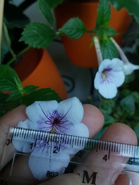 Ambroise V - Achi la măsurat