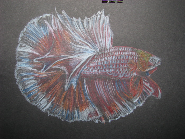 betta splendens; pastel pe carton, format A4
