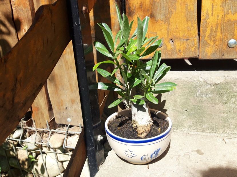  - adenium si plumeria