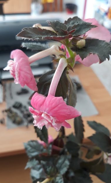  - 001 2021 - Dreamtime