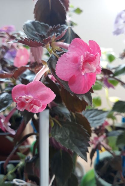  - 001 2021 - Dreamtime