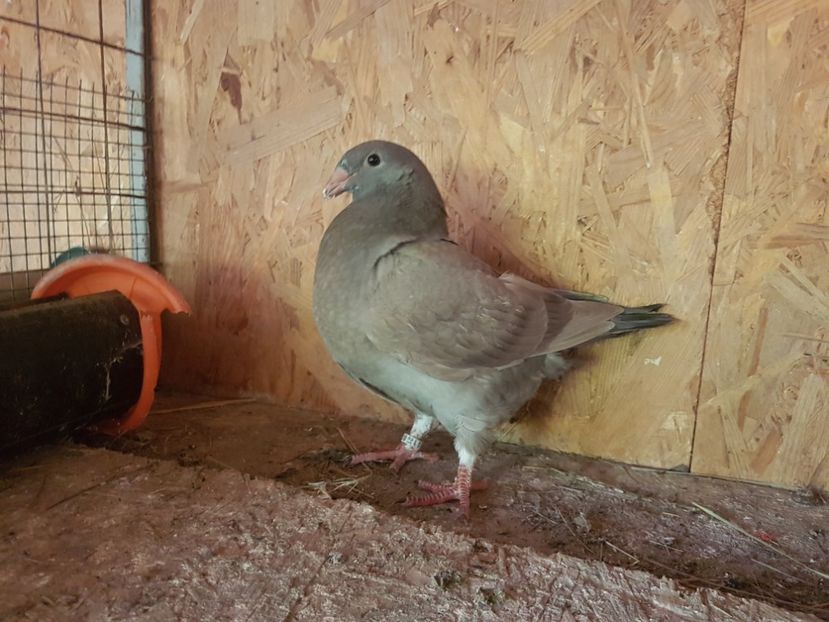 F 2021 RO 8717 - PUI 2021DE VANZARE