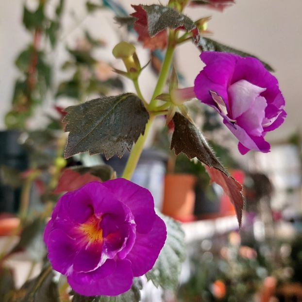  - PURPLE MYSTERY