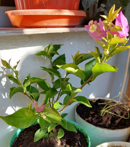 2021 - Achizitii 2017-2018