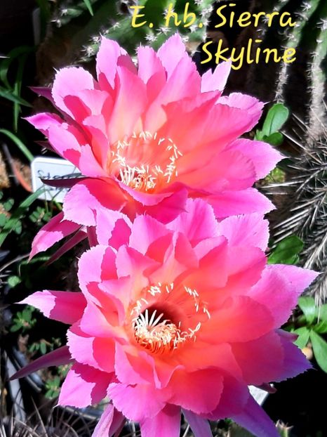  - Echinopsis