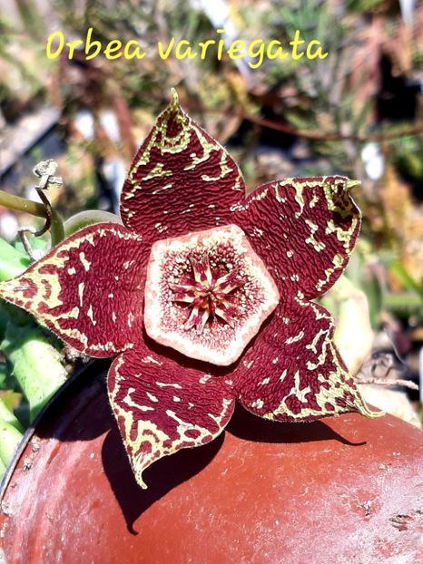  - Orbea variegata