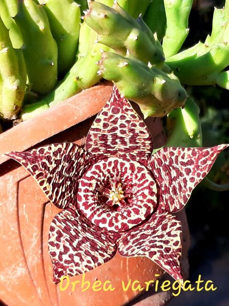  - Orbea variegata