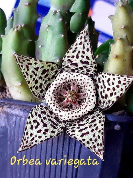 - Orbea variegata