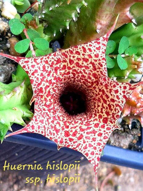  - Huernia
