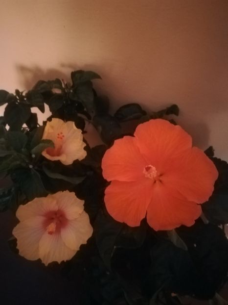  - Hibiscus 2021