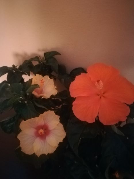  - Hibiscus 2021