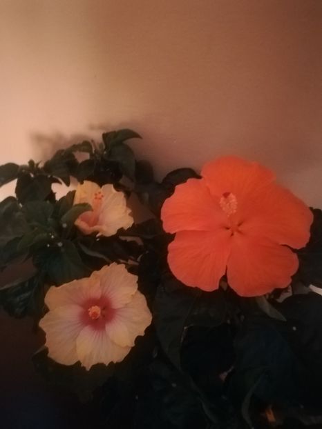 - Hibiscus 2021