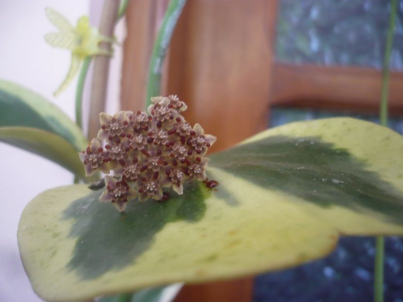 P1500667 - HOYA 2021-3