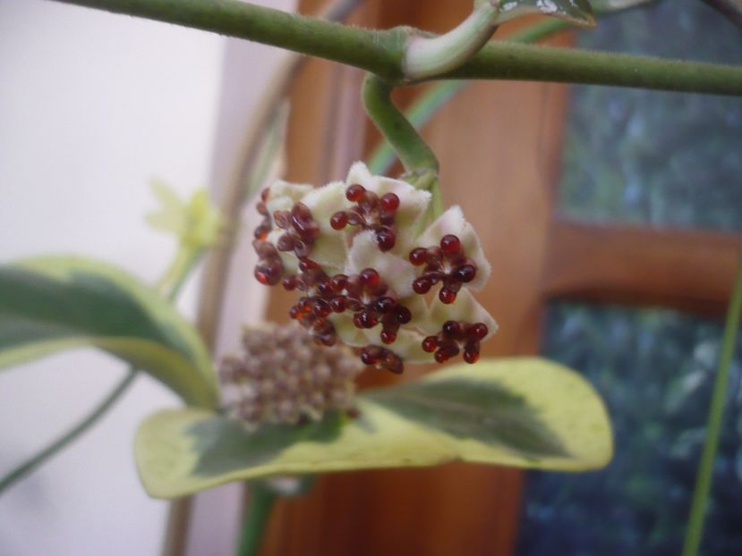 P1500668 - HOYA 2021-3