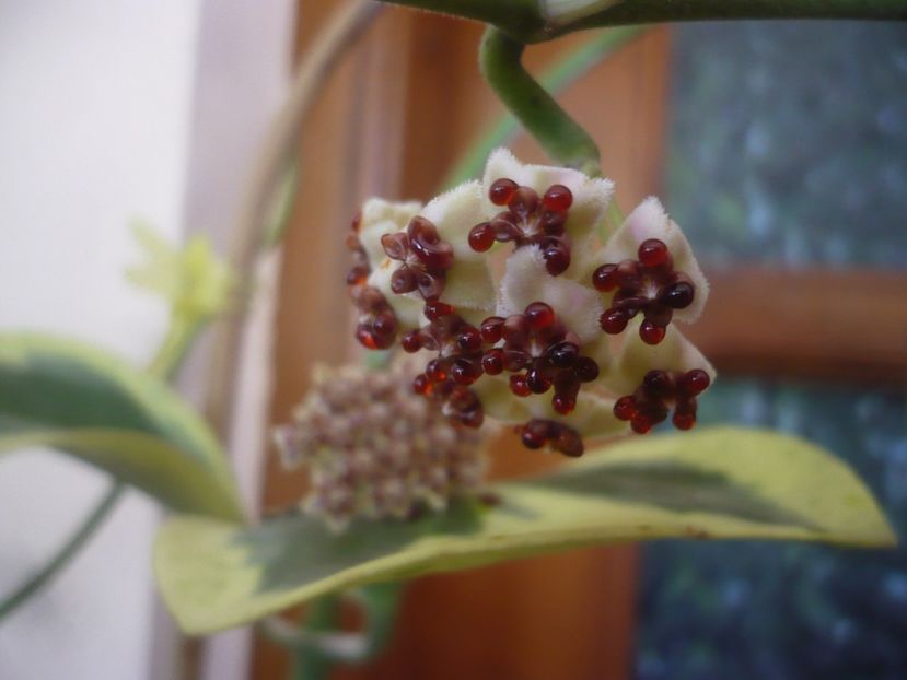 P1500670 - HOYA 2021-3
