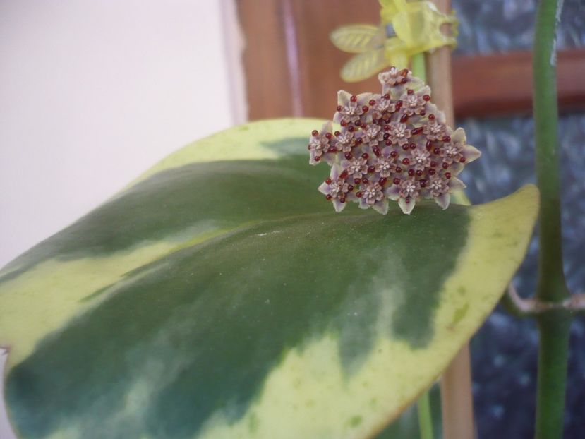 P1500659 - HOYA 2021-3