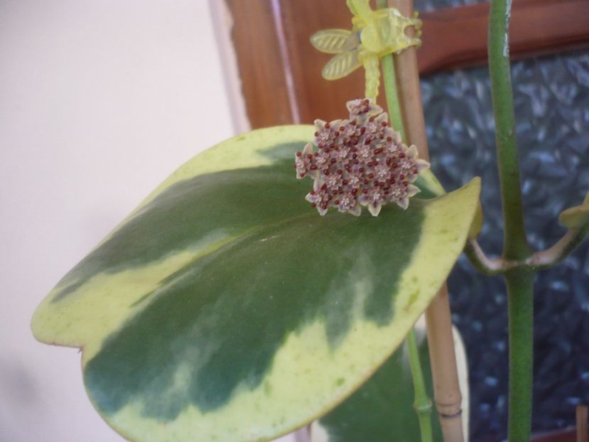 P1500660 - HOYA 2021-3