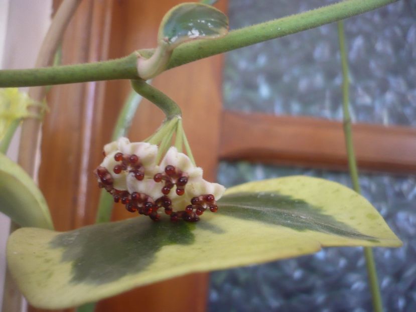 P1500661 - HOYA 2021-3