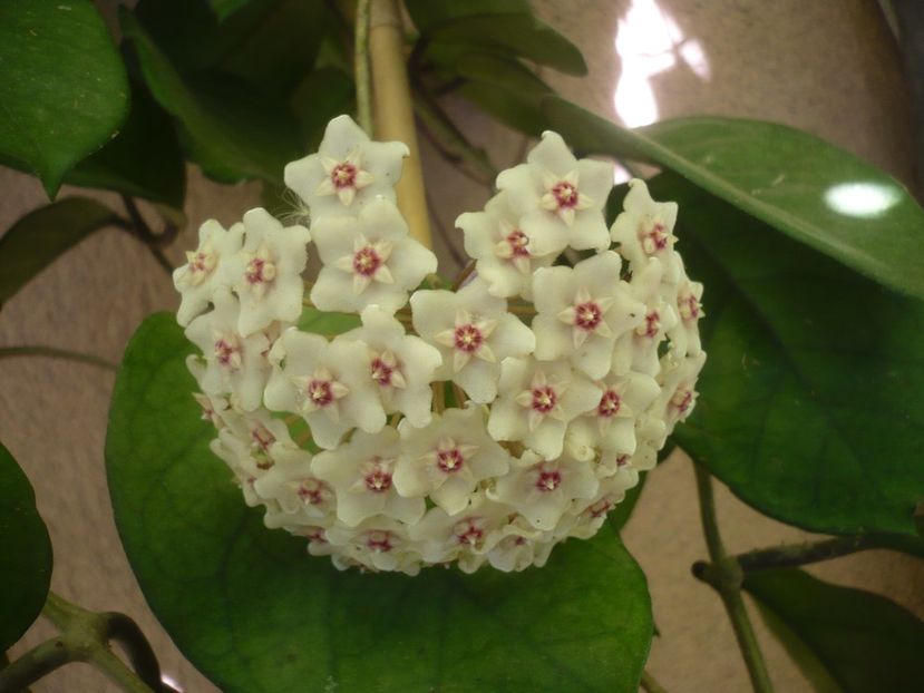 P1500696 - HOYA 2021-3