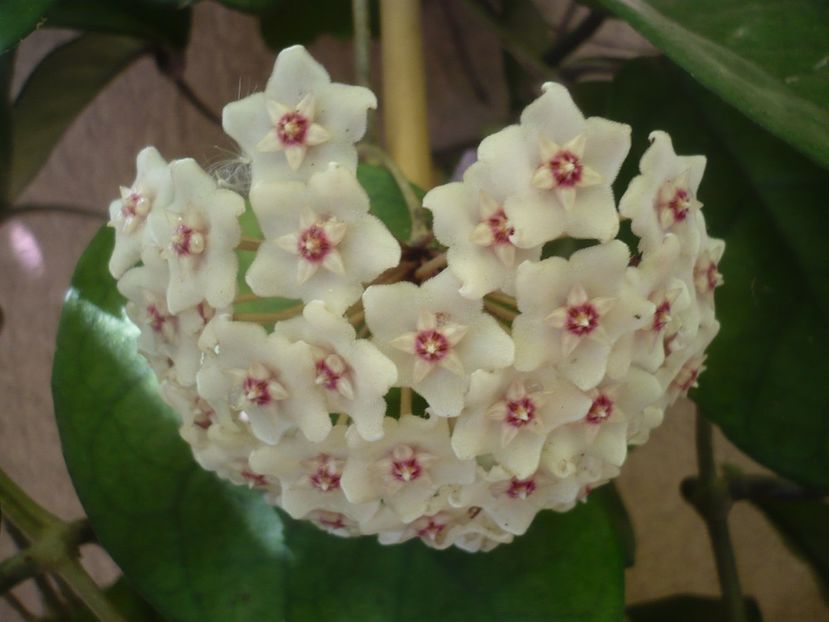 P1500697 - HOYA 2021-3