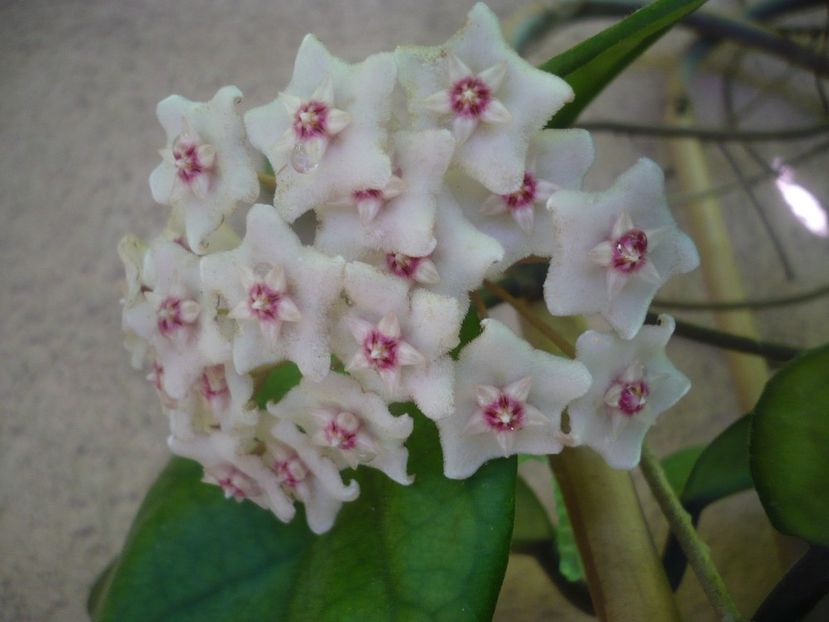 P1500699 - HOYA 2021-3
