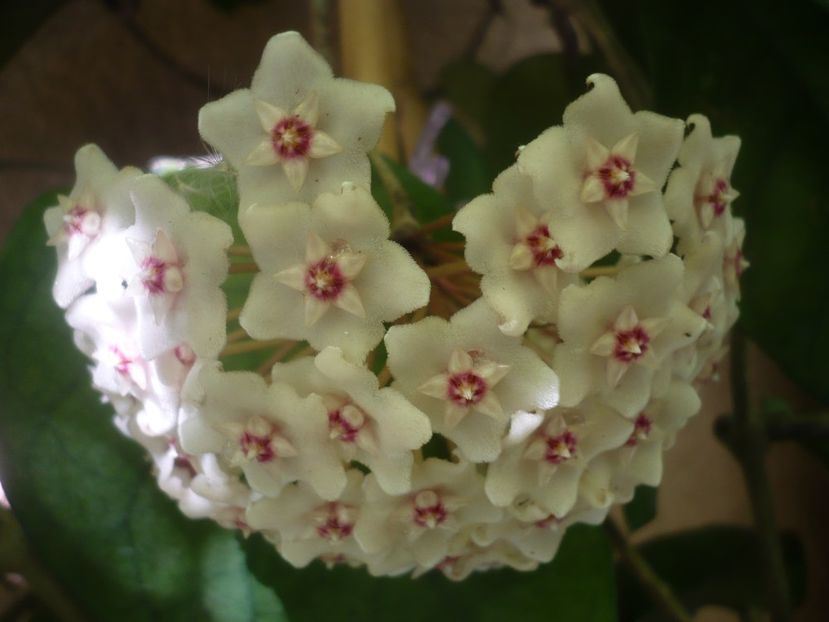 P1500700 - HOYA 2021-3