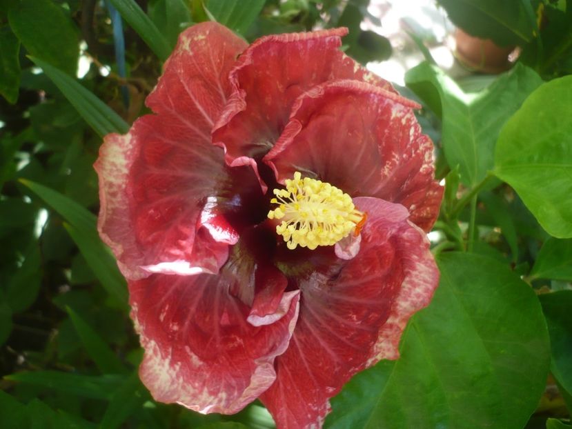 P1500689 - HIBISCUSI 2021-3