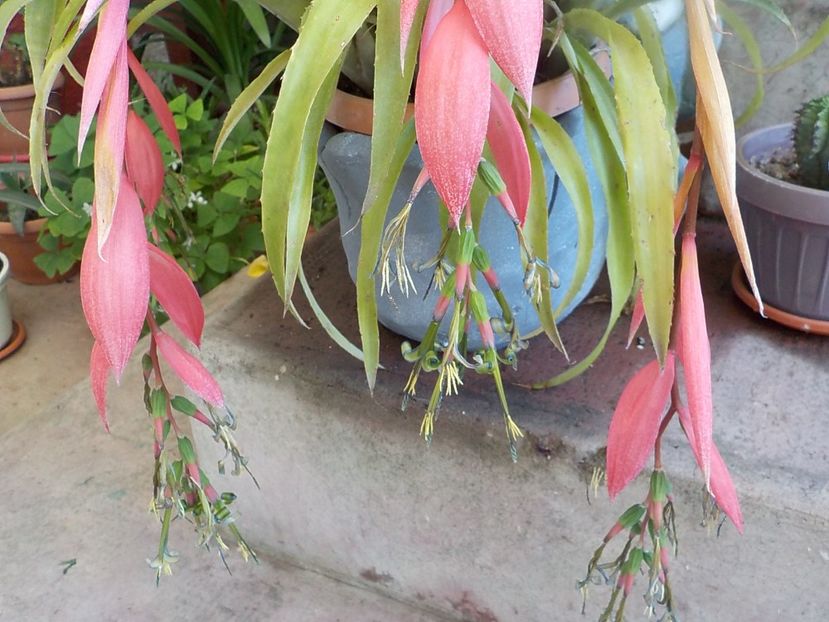  - billbergia nutans