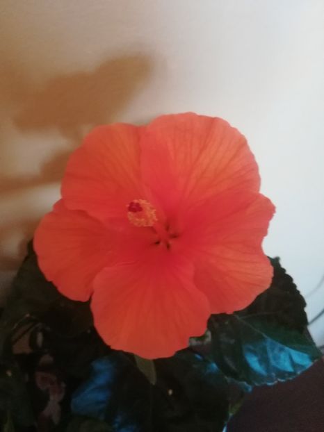  - Hibiscus 2021