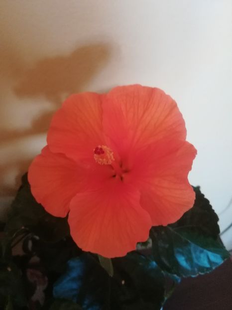  - Hibiscus 2021
