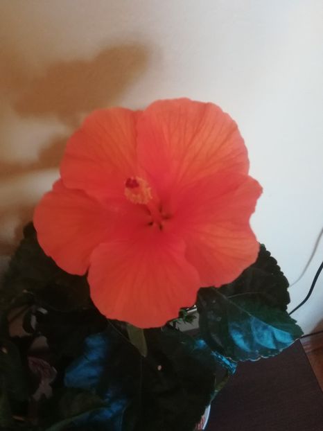  - Hibiscus 2021