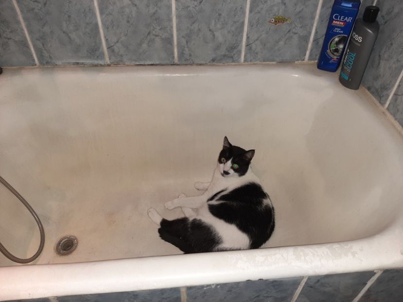  - Pisicii mei în august 2021