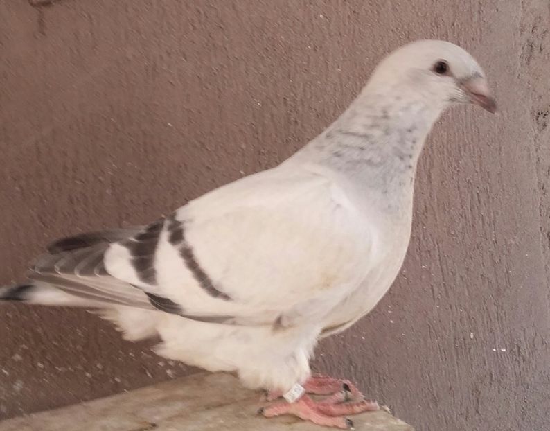 20210815_154006-1 - Pui 2025