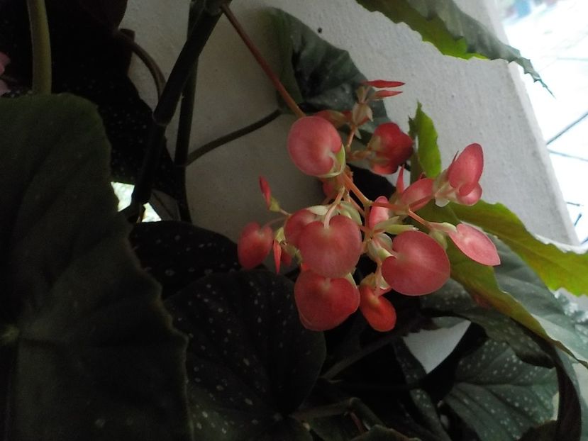 - begonia lucernae