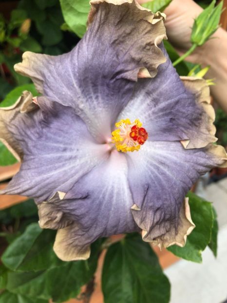 rez Summer Shore - 40 lei - lastari rezervati