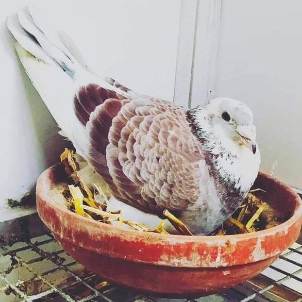  - NU IMI APARTIN ALBUM NR 2