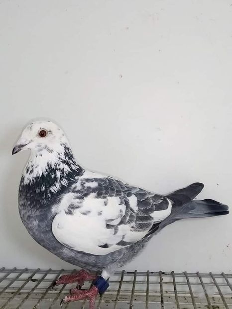  - NU IMI APARTIN ALBUM NR 2