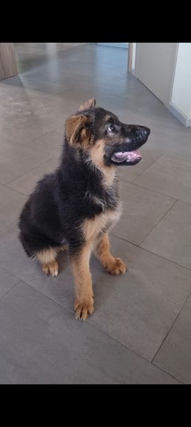 Lysa - 2021