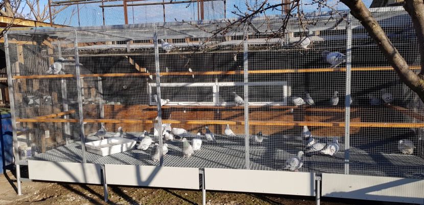 Albastri+ Argintii - Contact