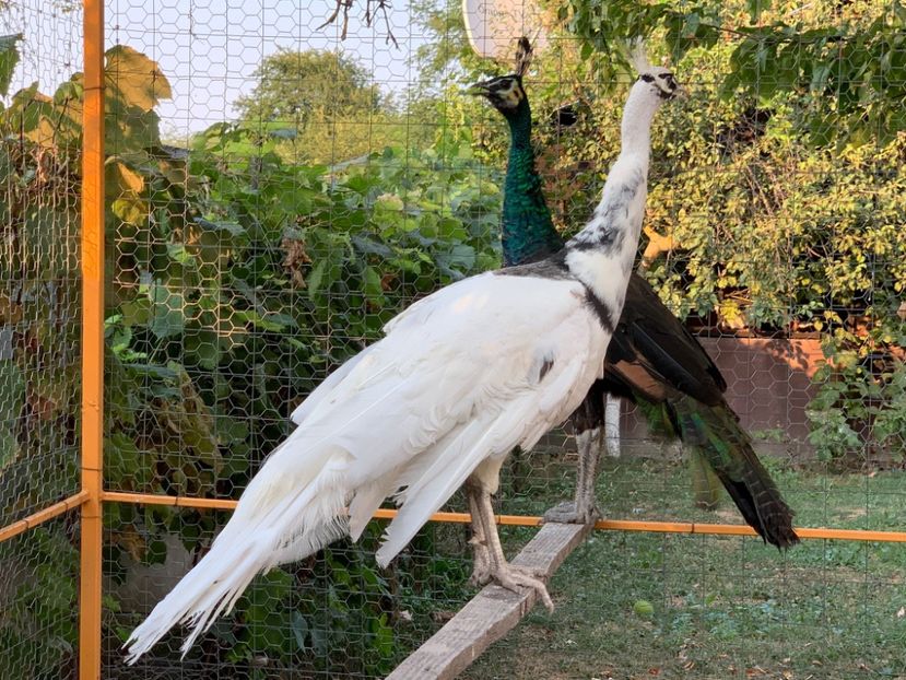 0A937FB6-246F-44E2-8EDF-C02655142D09 - Pauni