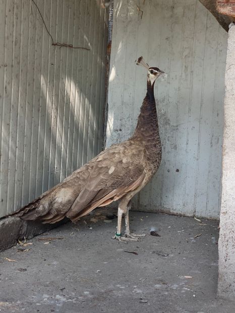 1A4A1C26-FCC0-4E65-B985-864BC229EE09 - Pauni