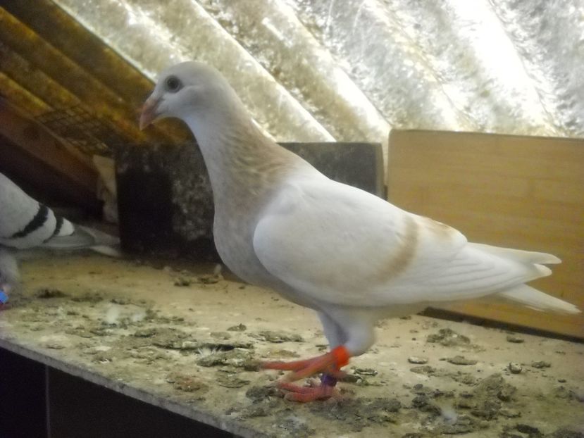  - UNDEVA IN SUCEAVA arhiva