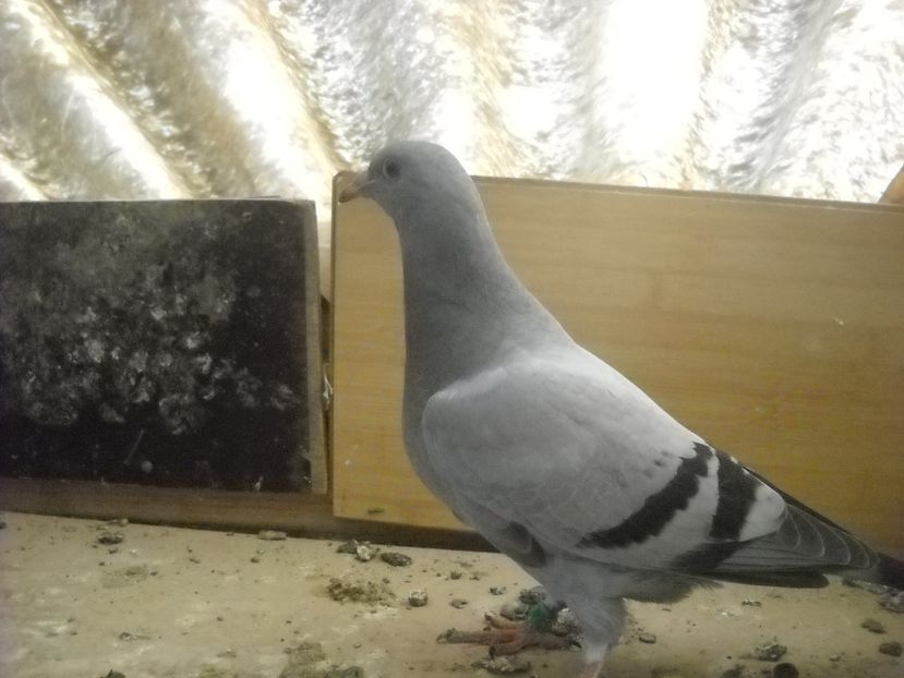  - UNDEVA IN SUCEAVA arhiva