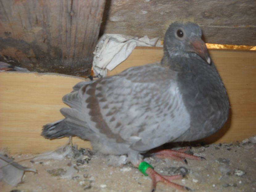  - UNDEVA IN SUCEAVA arhiva