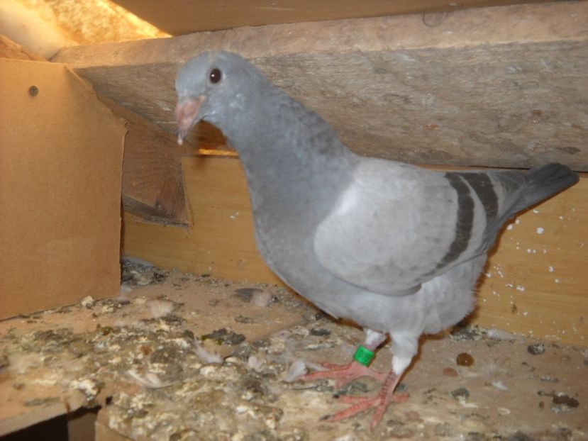  - PORUMBEI VANDUTI 2