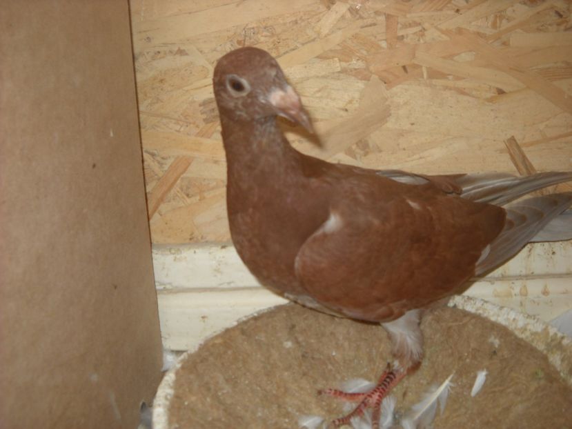  - PORUMBEI VANDUTI 2