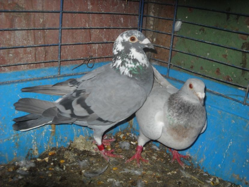 20 - UNDEVA IN SUCEAVA arhiva