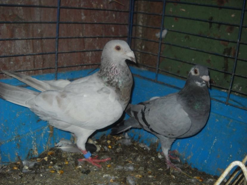 19 - UNDEVA IN SUCEAVA arhiva