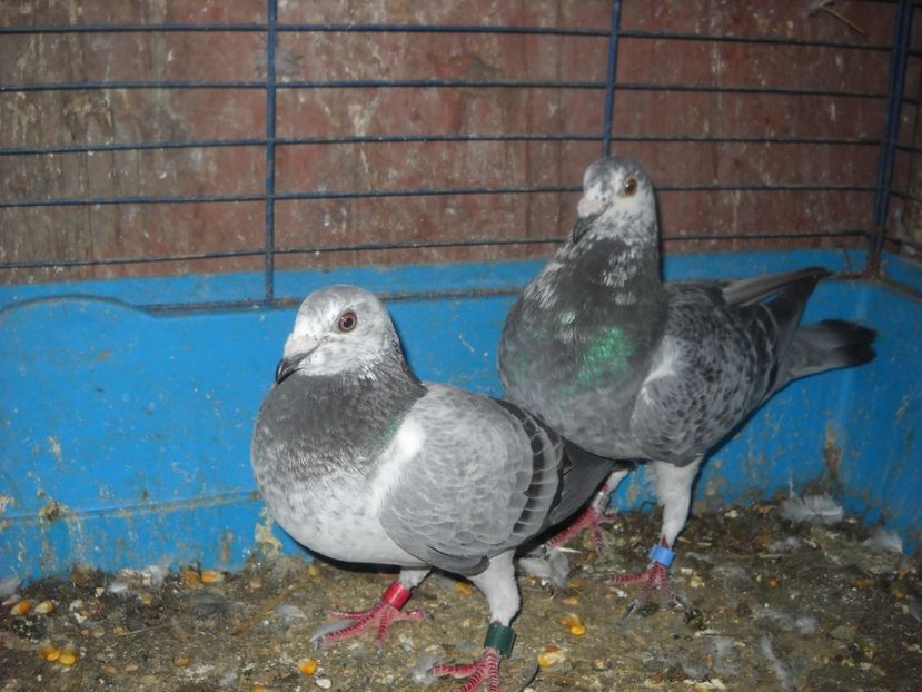 1 - UNDEVA IN SUCEAVA arhiva